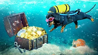 Treasure Hunt or Tricky Trap? Cute & funny dachshund dog video!