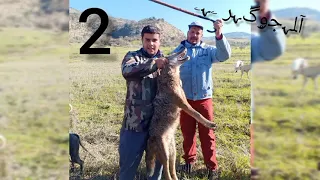 صيد التعالب و الذئاب بالسلوقي في الجزائر ... Coyote Hunting with Hounds