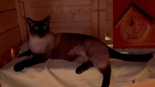 Siamese cat in a Finnish Sauna