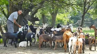 MULTI SACALI PANDESC CAPRELE, IN PADUREA DE LANGA STANA LUI GEORGE.