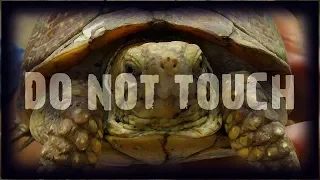 Do Not Touch This Turtle