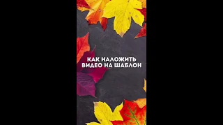 Как наложить видео на шаблон из Posters | Шаблон для видео инстаграм | Инстаграм пост