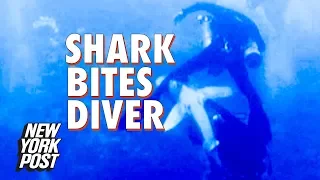 Shark bites diver in horrifying shark attack caught on camera | New York Post