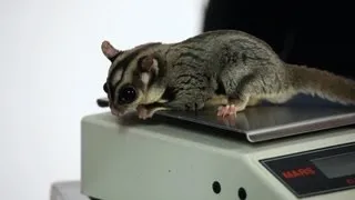 Male vs. Female Sugar Gliders | Sugar Gliders