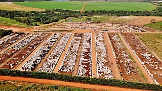 FAZENDA CONFORTO , MAIOR confinamento de gado do BRASIL.