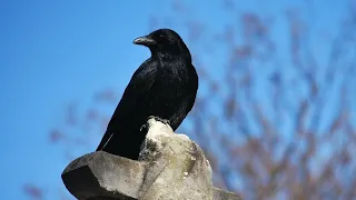 СНЯТИЕ ОДИНОЧЕСТВА ЧЕРЕЗ ОТЛИВКУ ВОСКОМ