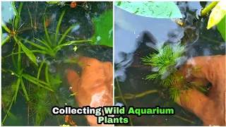 Collecting Wild Aquarium Plants | Native Aquatic Plants for Planted Aquarium