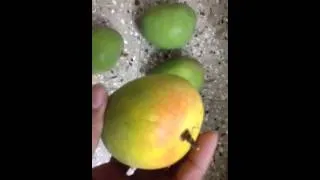 Hapus Alphonso Mangoes Online in Pune, India - Mango Sorting, Grading & Packaging