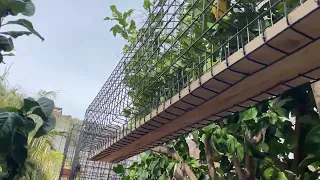 Awesome Catio: a Cat Enclosure Paradise!