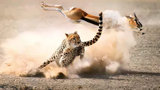 Гепард - чемпион скорости! Быстрые атаки гепарда на сумасшедшей скорости.