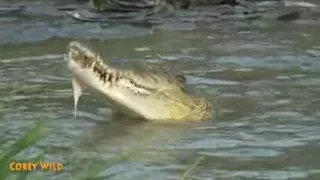 Crocodile VS Wild Boar Wildlife   Animals   YouTube