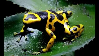 Species Spotlight Ep.1 - Bumblebee Dart Frog (Dendrobates leucomelas)