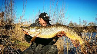 PB Pike!!! 7 Pikes In 1 Day | Giant Pike Fishing In Small Lake !!! Savage Gear SG4