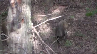 Bowhunting Hogs in Northeast Oklohoma