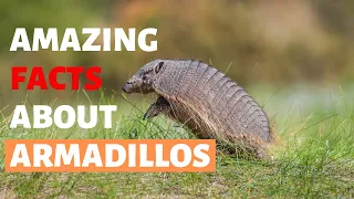 30 Amazing Facts About Armadillos