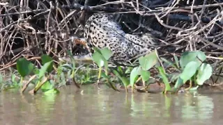 Jaguar vs Caiman 2