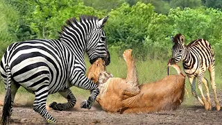 Poor lion! Mother Zebra Risked Her Life To Bite The Lion To Save Her Cubs ─ Zebra Attack Lion