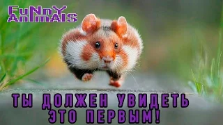 Смешные животные 2016 | ПОДБОРКА | СМЕШНО ДО СЛЁЗ 2016!!! | Funny Animals compilation