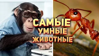 Самые умные животные в Мире