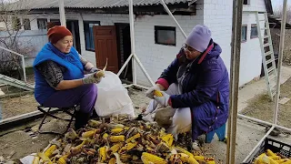 Сваха Лена рассмешила. Занимаемся по хозяйству.