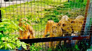 СМЕХ! Бывший АДвокат Гнединых подал на меня в суд СМЕШНЮЧИЙ ИСК! Даже наши львята смеются)))