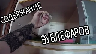 Cодержание эублефаров