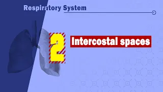 02. Intercostal spaces (Intercostal muscles, vessels, and nerves)