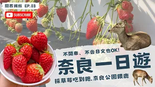 日本採草莓🍓櫻花季奈良一日遊！不用開車不會日文也OK！奈良公園餵鹿🫎