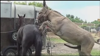 THIS IS HOW MULES ARE CONCEIVED/BREED