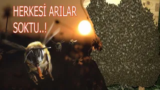 Gece Yarısı Arı Oğulu Alınca Ortalık Karıştı (Hane sahiplerini arılar soktu)