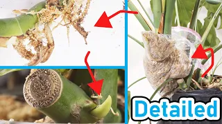 How To Air Layer Propagate A Monstera Deliciosa ( LOW RISK )