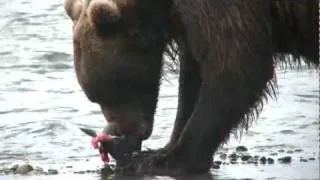 Large brown bear catches a salmon, - Narrative by Tom Griffin,  August 13, 2011