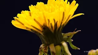 Growing Dandelion Flower Timelapse