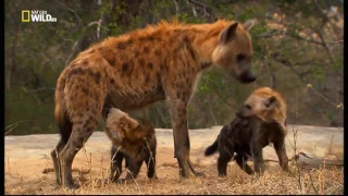 Nat Geo Wild 1080i ENG Queen Hyenas Nature Documentary