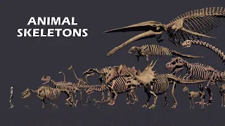 Comparison of Animal Skeletons Size, Living and Extinct
