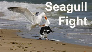 Seagulls fight and swallow a whole fish
