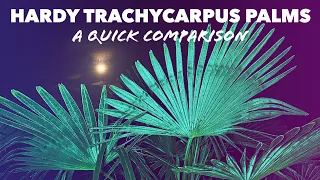 Trachycarpus Fortunei & Wagnerianus Hardy Palms - a Quick Comparison