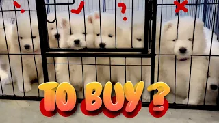 Getting a Samoyed Puppy - First Meeting Samoyed Dog