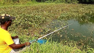 Village fishing || catching deffrent fishes in pond