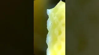 Guy looks at American Cheese under microscope and finds something SHOCKING