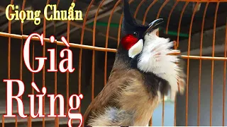 Luyện Chào Mào Hót Giọng 8-9-10 Ép Chim Non Học Giọng Chuẩn Rừng |luyện chào mào hót hay #chaomaohot