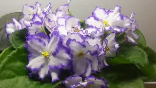 Timelapse of "LE-Northern Rose" African Violet