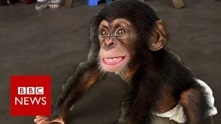 Baby chimp thriving after rescue  - BBC News