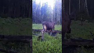 Лось на солонце 🌲☕🐾