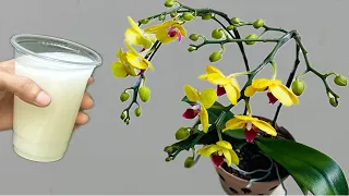 Few people think that it helps orchids bloom all year round very easily