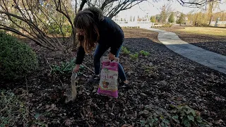 Cleaning Up Hellebores + Pre-Sprouting Ranunculus & Anemones! 🌸🌼🌸 // Garden Answer