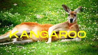 30 Minutes of Relaxing Kangaroos!