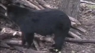 Huge Black Bear bow hunt in WI by lady hunter ARCHERY bear hunting