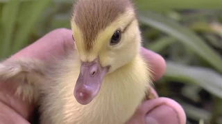 Маленькие утята впервые в жизни купаются в воде