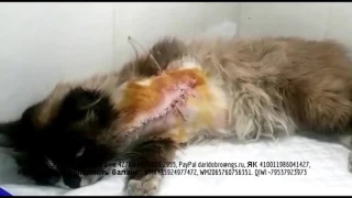 Обреченная на гибель кошка чудом выжила после травмы Ей оторвали лапу Волонтеры  ее спасли